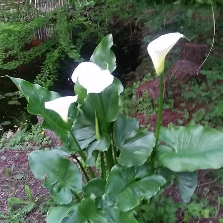 Le Clos D'any 4* Fontet