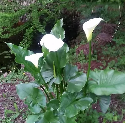 Le Clos D'any 4* Fontet