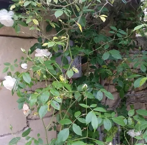 Le Clos D'any 4* Fontet